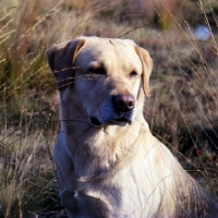 Picture of famous champion labrador