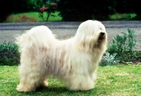 Picture of famous champion tibetan terrier, winner of 39 CC's 