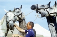 Picture of famous hungarian driver with his famous driving team 