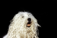 Picture of famous komondor, hercegvaros cica of borgvaale and loakespark (kitten), portrait