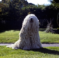 Picture of famous komondor sitting on grass, hercegvaros cica of borgvaale and loakespark (kitten)