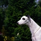 Picture of famous show greyhound, portrait