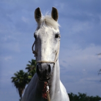 Picture of famous show jumper, Dutch warm blood head shot, John Whitaker, much loved horse