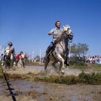 Picture of Fangasse, Camargue ponies race through water