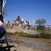 Picture of Fangasse, Camargue ponies racing through water, traditional games 