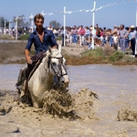 Picture of Fangasse, Camargue pony and rider in race through water