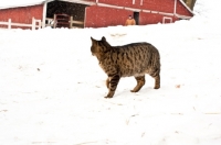 Picture of farm cat in winter