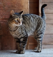 Picture of farm cat