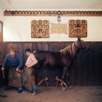 Picture of Farrier at work shoeing schwarzwald horse at marbach