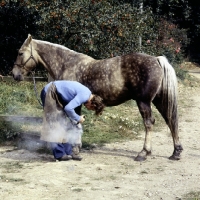 Picture of farrier hot shoeing