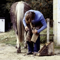 Picture of farrier nailing shoe onto horse's hoof