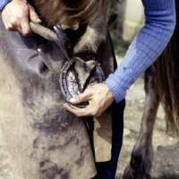 Picture of farrier nailing shoe onto horse's hoof