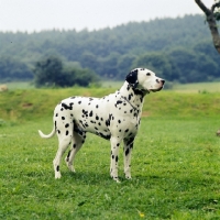 Picture of fat dalmatian standing on grass