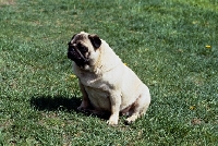 Picture of fat pug sitting down resting