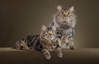 Picture of Father and Son American Bobtails. Son reclining, Father sitting facing camera.