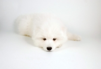 Picture of fatigued 9 week old Samoyed puppy on white background