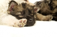 Picture of fatigued German Shepherd (aka Alsatian) puppy