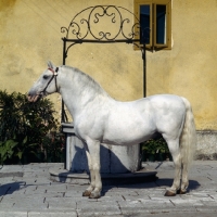 Picture of Favory Dubovina 11, 20 year old stallion at lipica 