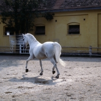 Picture of Favory Dubovina, Lipizzaner stallion at piber trotting away
