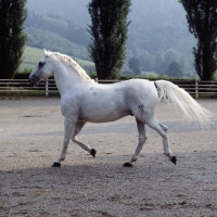 Picture of Favory Dubovina, Lipizzaner stallion at piber