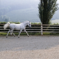 Picture of Favory Dubovina, Lipizzaner stallion at piber