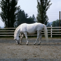 Picture of Favory Dubrovina, Lipizzaner stallion at piber smelling ground