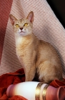 Picture of fawn abyssinian cat