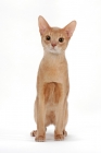 Picture of fawn Abyssinian, front view