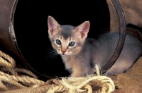 Picture of fawn abyssinian kitten near a bucket