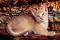 Picture of fawn abyssinian kitten on a log