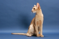 Picture of fawn Abyssinian, looking away