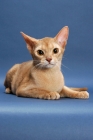 Picture of fawn Abyssinian, lying down