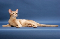 Picture of fawn Abyssinian, lying down