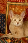 Picture of fawn abyssinian lying down