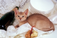 Picture of fawn Abyssinian lying with champagne bottle