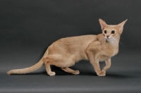 Picture of fawn Abyssinian on grey background, sitting down