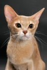 Picture of fawn Abyssinian on grey background, portrait
