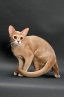 Picture of fawn Abyssinian on grey background, walking