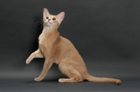 Picture of fawn Abyssinian on grey background, one leg up