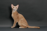 Picture of fawn Abyssinian on grey background, sitting down