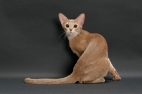 Picture of fawn Abyssinian on grey background, back view