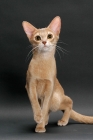 Picture of fawn Abyssinian on grey background, looking at camera