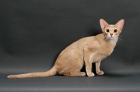 Picture of fawn Abyssinian on grey background, sitting down