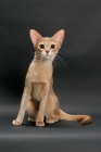 Picture of fawn Abyssinian on grey background, front view, sitting down
