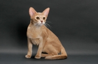 Picture of fawn Abyssinian on grey background