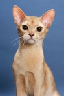 Picture of fawn Abyssinian portrait