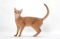 Picture of fawn Abyssinian, side view