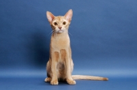 Picture of fawn Abyssinian, sitting down