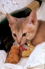 Picture of fawn Abyssinian with champagne bottle