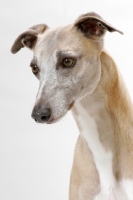 Picture of Fawn & White Trim Australian Champion
Whippet, portrait